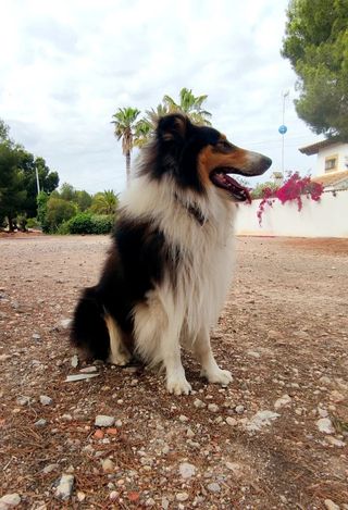 ADIESTRADOR DE PERROS CANINO PERRO