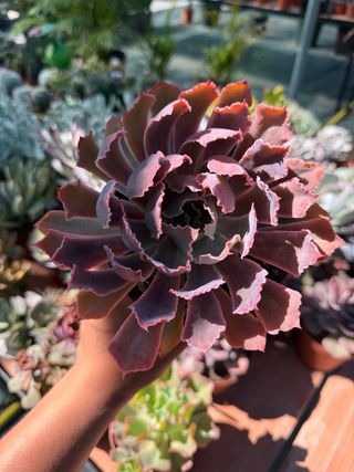 Suculenta Echeveria en maceta de 13cm