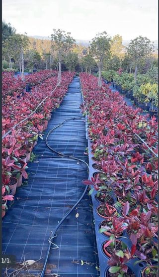 Lote 15 Photinias + 3 Tuyas