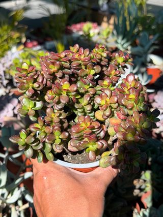 Planta Suculenta Jade en Maceta 13cm