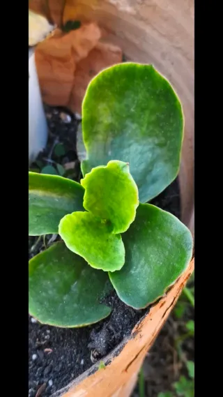Kalanchoe luciae planta suculenta
