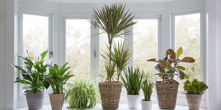 Plantas de interior y exterior variadas