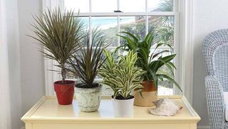 Plantas de interior y exterior variadas