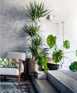 Plantas de interior y exterior variadas