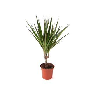 Plantas de interior y exterior variadas