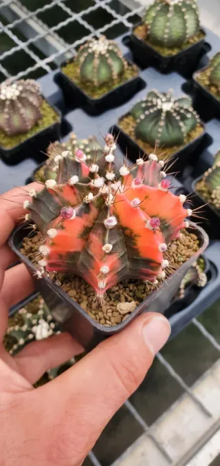 OFERTA Gymnocalycium Variegados