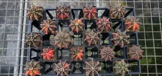 OFERTA Gymnocalycium variegados