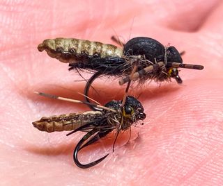 MOSCAS PARA LA PESCA DE BARBOS