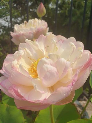 Fiore di Loto Phoenix Plume