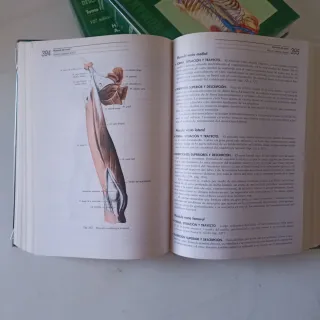 Anatomia Humana Rouviere