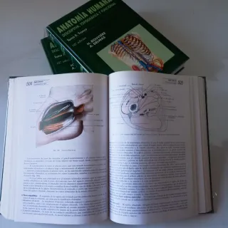 Anatomia Humana Rouviere