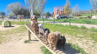 Guardería y residencia canina en casa sin jaulas