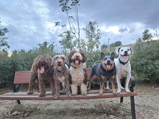 Guardería y residencia canina en casa sin jaulas