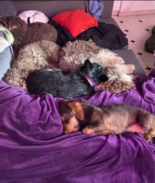 Guardería y residencia canina en casa sin jaulas