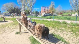 Paseos de perros · Educadora canina · Madrid