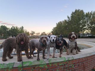 Paseos de perros · Educadora canina · Madrid