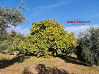 Casa rural en venta en Villanueva del Rey