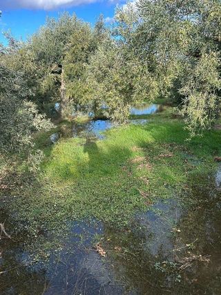 Terreno en venta en Abla