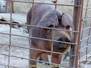 Terreno en venta en Olvera