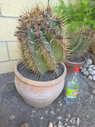 Cactus grande en maceta de barro