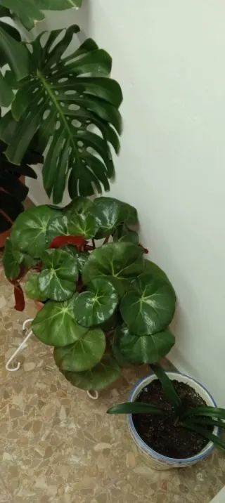 Planta con flores rosas y hojas verdes