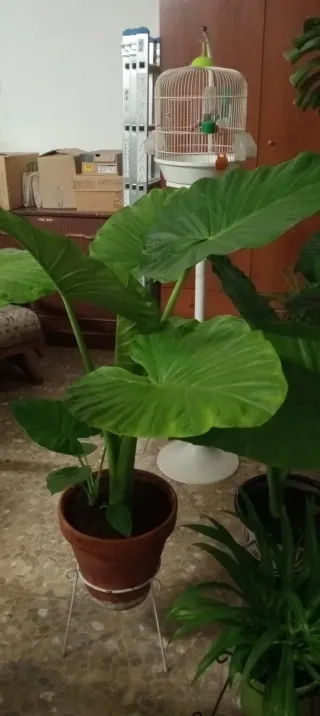 Planta con flores rosas y hojas verdes