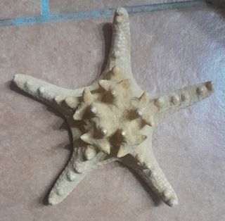 Decorazione Stella Marina