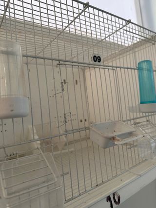 Jaulas voladeras blancas y verdes