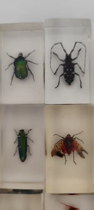Collezione di insetti in resina