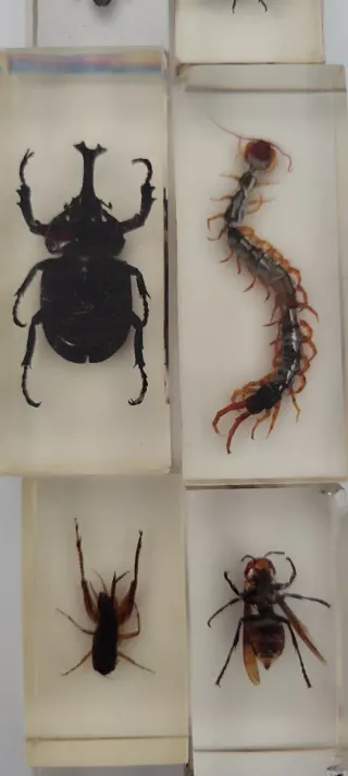 Collezione di insetti in resina