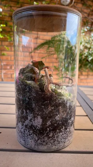 Terrario de cristal con plantas