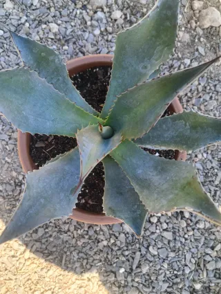 Agave Parryi Truncata