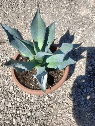 Agave Parryi Truncata
