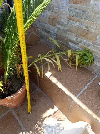 Palmera Cica Revoluta