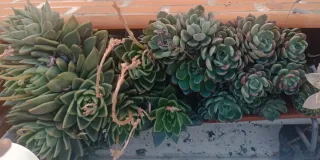 Lote 3 Cactus Plantas Maceta  jardinera grande 8€