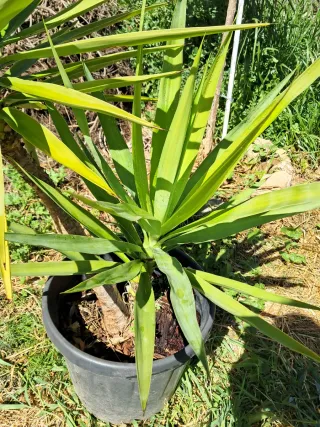 Planta Yucca