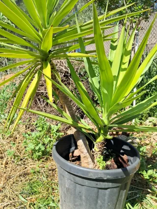 Planta Yucca