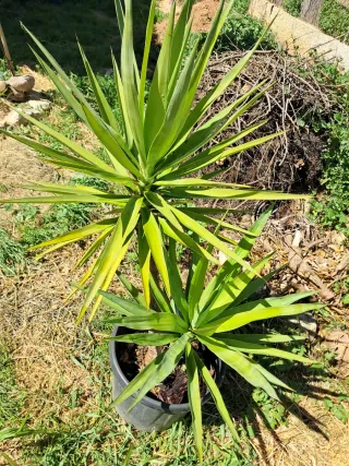 Planta Yucca