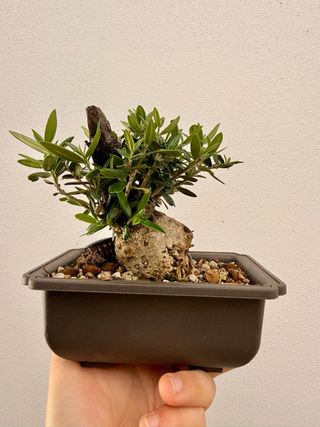 Bonsai Oliveira