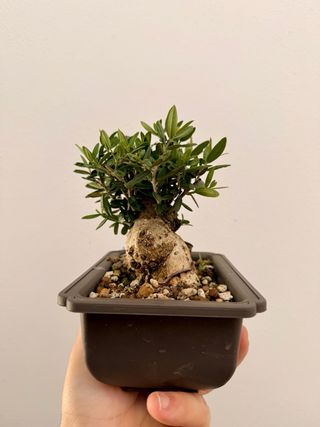 Bonsai Oliveira