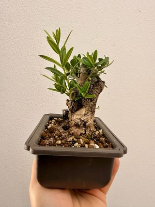 Bonsai Oliveira