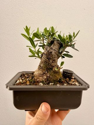Bonsai Oliveira