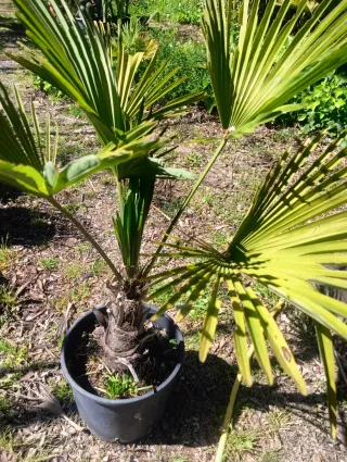 Trachycarpus wagnerianus.Resistente a las heladas.