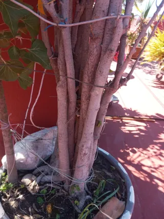 Ficus Benjamina