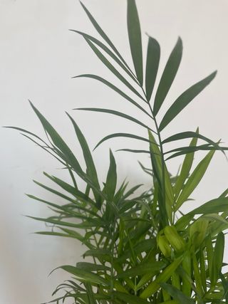 Planta Areca en muy buen estado.  m