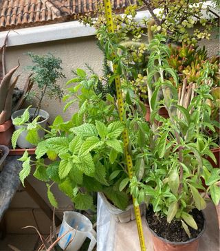 Menta Poleo Planta Fresca