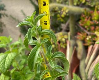 Menta Poleo Planta Fresca