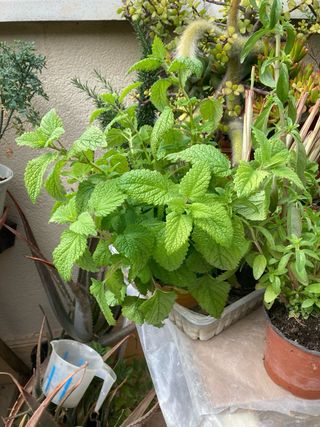 Menta Poleo Planta Fresca