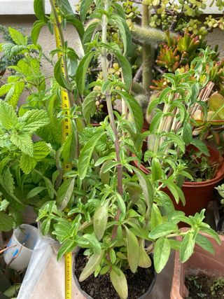 Menta Poleo Planta Fresca