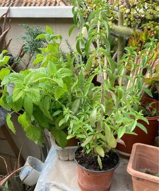 Menta Poleo Planta Fresca